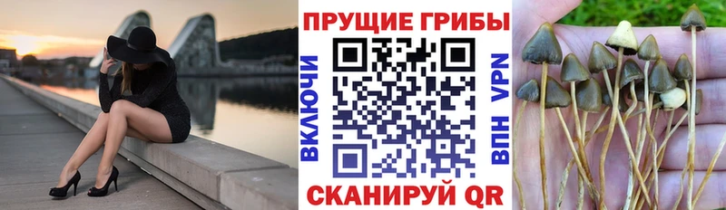 Галлюциногенные грибы GOLDEN TEACHER Стародуб